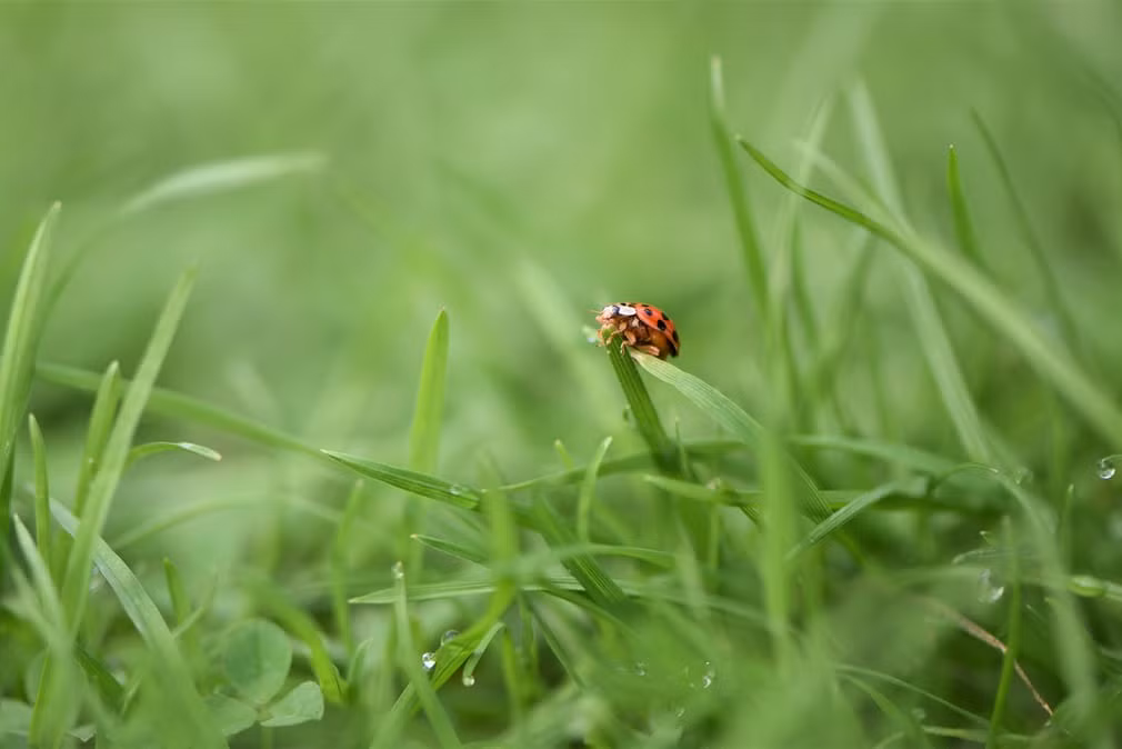 Bọ rùa đậu trên ngọn cỏ ở West Sussex, Anh. (Nguồn Guardian)