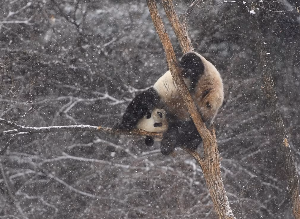 Gấu trúc chơi dưới mưa tuyết đầu mùa tại thành phố Trường Xuân, tỉnh Cát Lâm, Trung Quốc. (Nguồn Guardian)