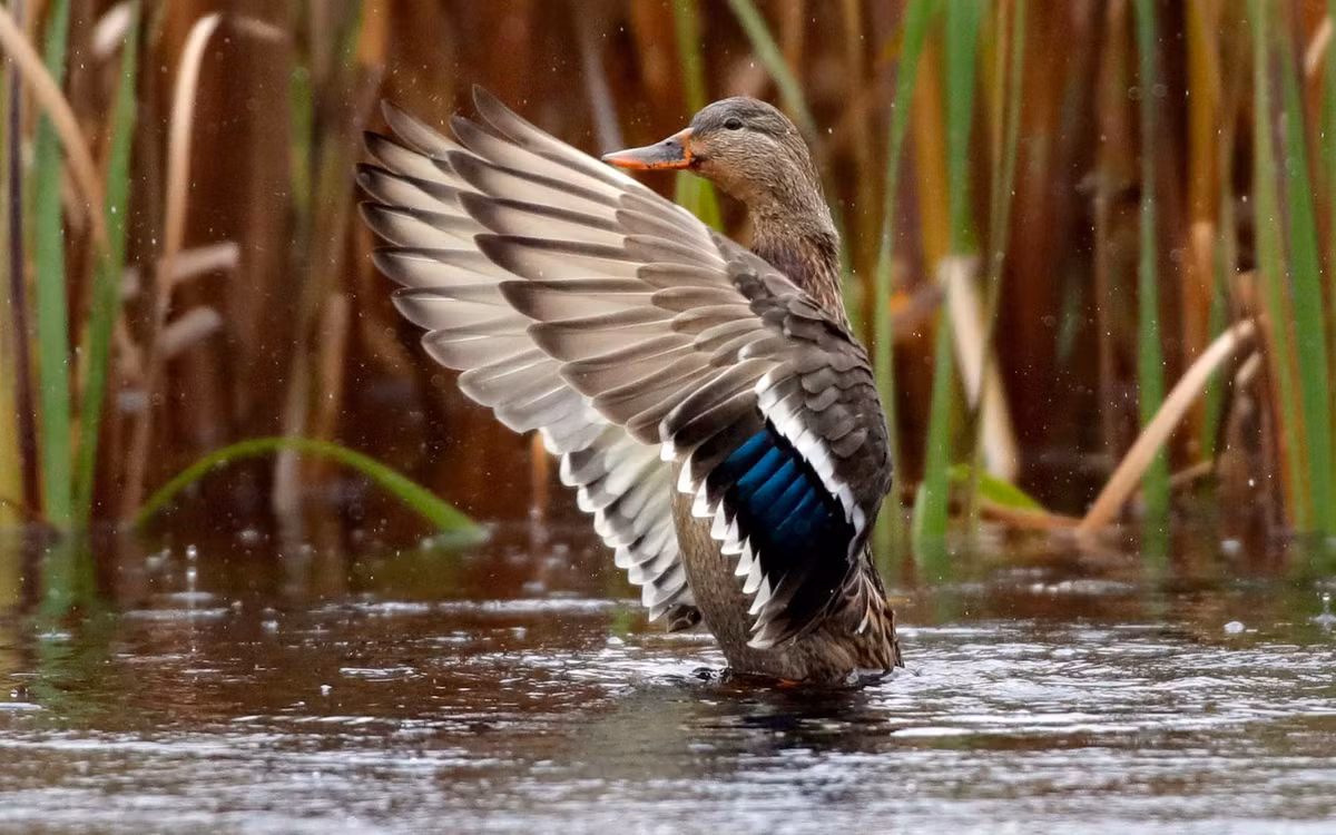 Vịt tắm sạch lông trên hồ nước ở ngoại ô thành phố Novogrudok, Belarus. (Nguồn Guardian)
