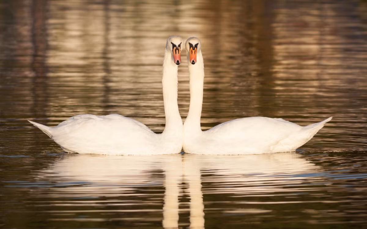 Cặp thiên nga bơi dưới hồ Southsea Canoe ở Portsmouth, Anh. (Nguồn Guardian)