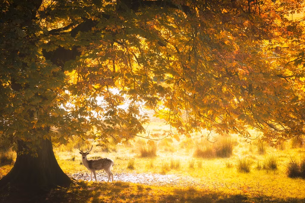 Hươu đứng một mình dưới cây hạt dẻ trong công viên Dallam ở Cumbria, Anh. (Theo Guardian)
