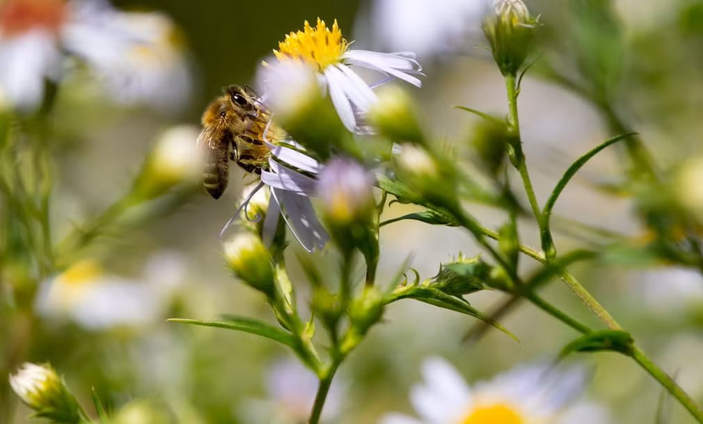 Ong hút phấn hoa trong vườn bách thảo ở Munich, Đức. (Theo Guardian)