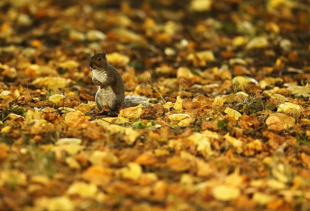 Sóc đứng giữa đám lá mùa thu trong công viên Phoenix ở Dublin, Ireland. (Theo Guardian)
