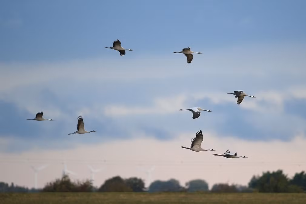 Đàn chim sếu bay qua đồng cỏ ở Norfolk, Anh. (Theo Guardian)