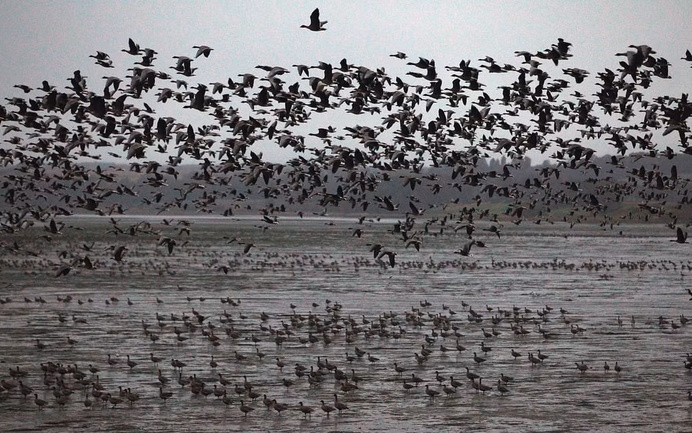 Đàn ngỗng chân hồng cất cánh từ vùng lòng chảo Montrose ở Scotland. (Theo Guardian)