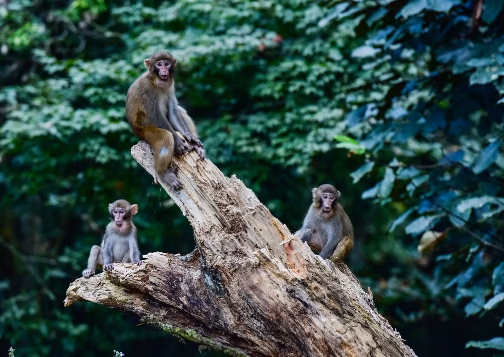 Đàn khỉ ngồi nghỉ ngơi trên thân cây khô trong khu bảo tồn thiên Quan Sơn, tỉnh Giang Tây, Trung Quốc. (Theo Guardian)