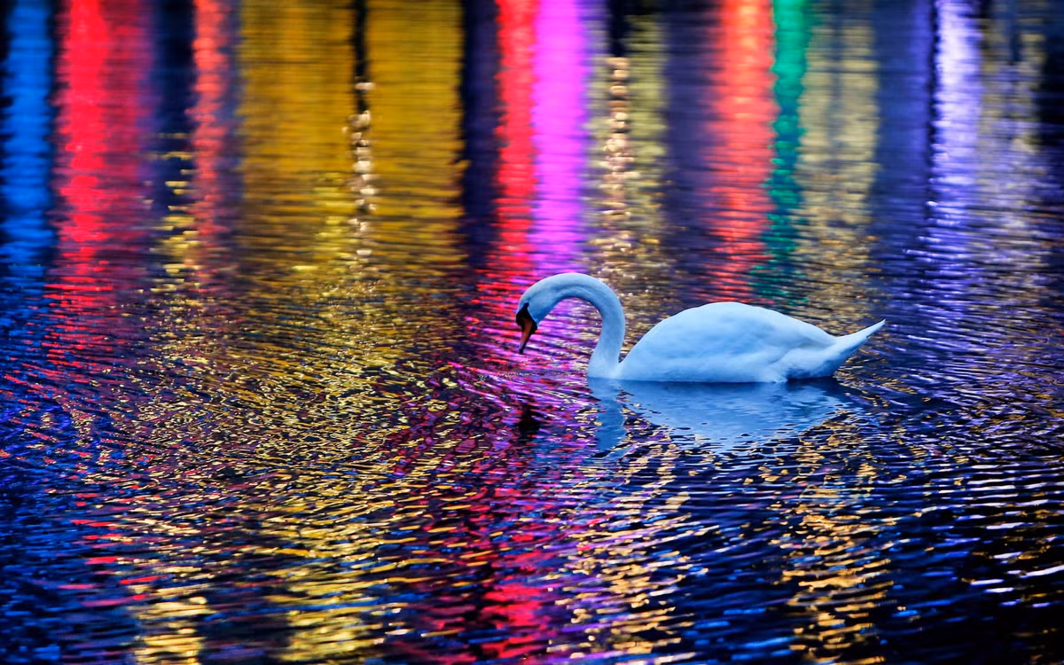 Thiên nga bơi dưới hồ nước nhỏ được chiếu sáng lung linh trong một công viên ở Frankfurt, Đức. (Nguồn Guardian)