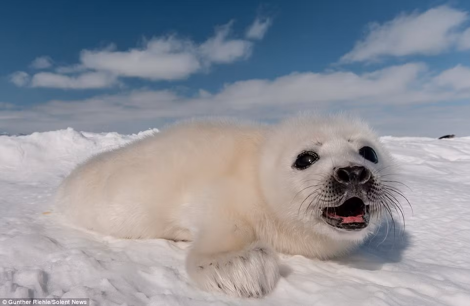 Hiện những con hải cẩu con này vẫn được bú sữa mẹ cho đến khi được 12 ngày tuổi, sau đó chúng sẽ được ăn cá để bổ sung dinh dưỡng và trưởng thành hơn.