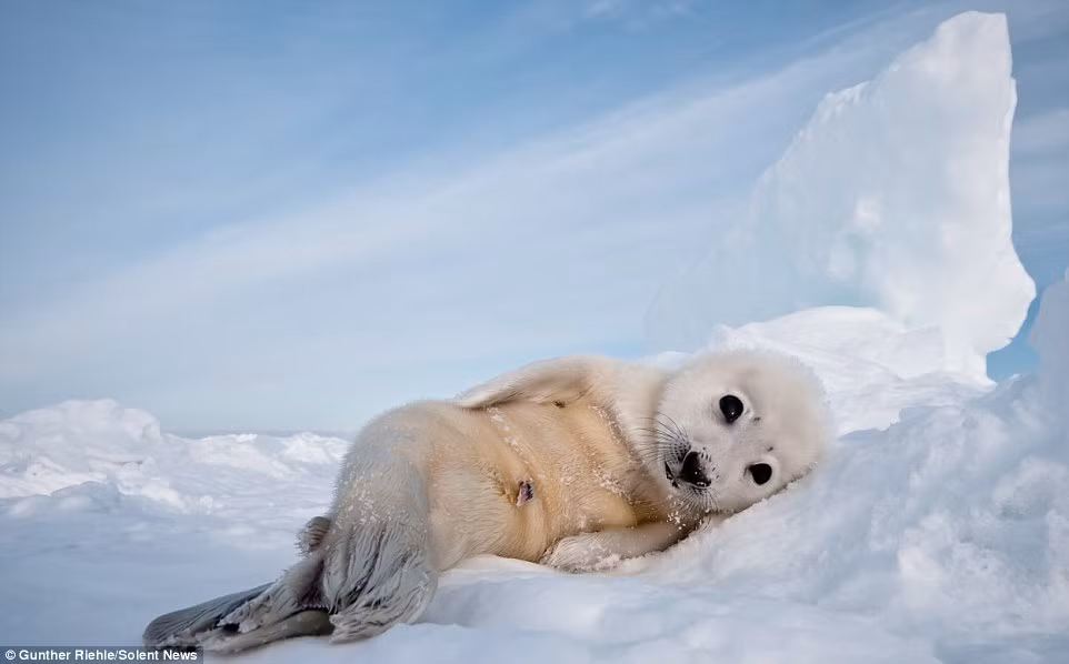 Nhờ thế mà Gunther Riehle đã bắt được những hình ảnh vô cùng thú vị về ba chú hải cẩu con này.