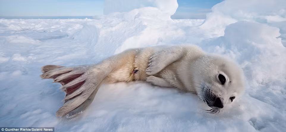 Hải cẩu con nhút nhát tạo dáng trước ống kính nhiếp ảnh gia.