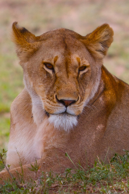 Những con sư tử khác phải chấp nhận ngồi nhìn con đầu đàn no say mới tiến đến đánh chén.