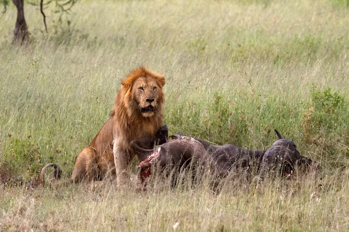 Sau khi trâu rừng to lớn bị hạ gục, sư tử đực đầu đàn thản nhiên đánh chén thịt trâu trong một thời gian dài, không cho phép bất cứ thành viên nào bén mảng tới gần trong khi nó đang dùng bữa. Rất vô lý và độc tài nhưng không thành viên nào dám thách thức quyền lực của nó.