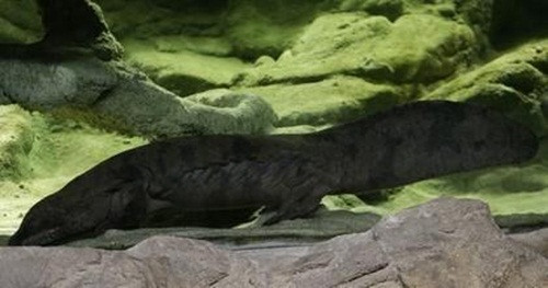 Can canh con ky nhong dai nhat the gioi-Hinh-2