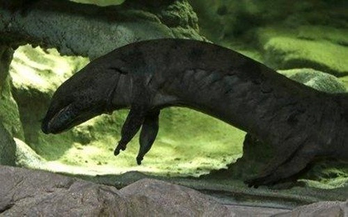 Can canh con ky nhong dai nhat the gioi-Hinh-3