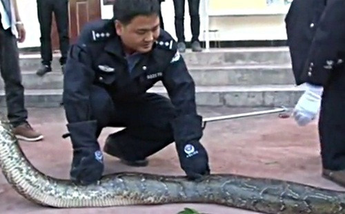 Theo những cư dân quanh khu vực, họ đã từng nhìn thấy hai con trăn khổng lồ này. Hai con quái vật trăn cũng định cư ở khu vực này một thời gian khá lâu.