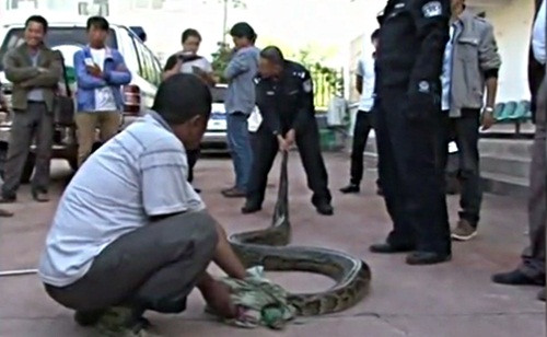 Sau khi bắt giữ và đo đạc kỹ lưỡng, kiểm lâm địa phương đã quyết định đem hai con trăn khổng lồ này thả vào một khu rừng, cách xa khu vực tập trung đông dân cư.