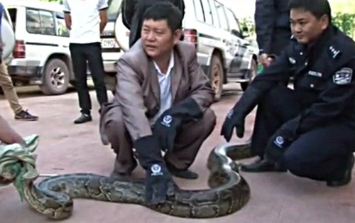 Fang Lixiang, một cư dân cho biết hai con trăn này đã ăn cắp, nuốt chửng những con cừu của nhà anh. Dù lớn hay nhỏ, những con cừu đều chịu số phận làm thức ăn cho hai con trăn này.
