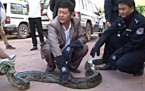 Fang Lixiang, một cư dân cho biết hai con trăn này đã ăn cắp, nuốt chửng những con cừu của nhà anh. Dù lớn hay nhỏ, những con cừu đều chịu số phận làm thức ăn cho hai con trăn này.