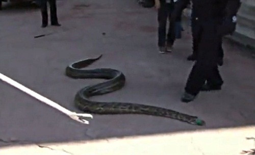 Li Kaihua, một quan chức địa phương ngay lập tức đã đến hiện trường sau khi được báo cáo và xác nhận loài trăn này là loài động vật quý hiếm, cần được bảo vệ ở Trung Quốc.