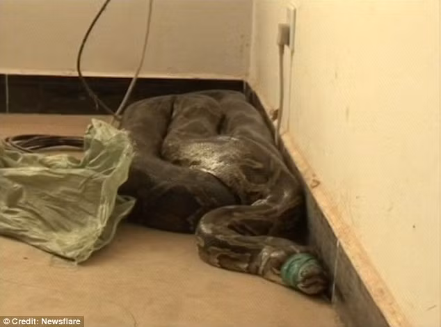 Họ quyết định tiến đến lại gần xem xét và bị choáng váng vì phát hiện thấy hai con trăn khổng lồ, trong đó có một con trăn cực lớn, ước tính khoảng 100 tuổi và một con trăn nhỏ hơn, khoảng 60 tuổi.