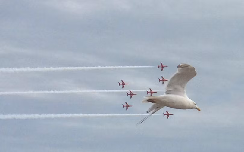 Với góc chụp này, dường như không một loại máy bay hiện đại nào có thể so được với cánh chim.