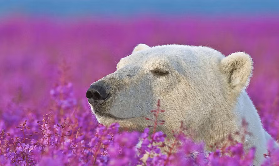 Gấu trắng Bắc cực tận hưởng cảnh đẹp tuyệt vời trên cánh đồng hoa tím bạt ngàn.