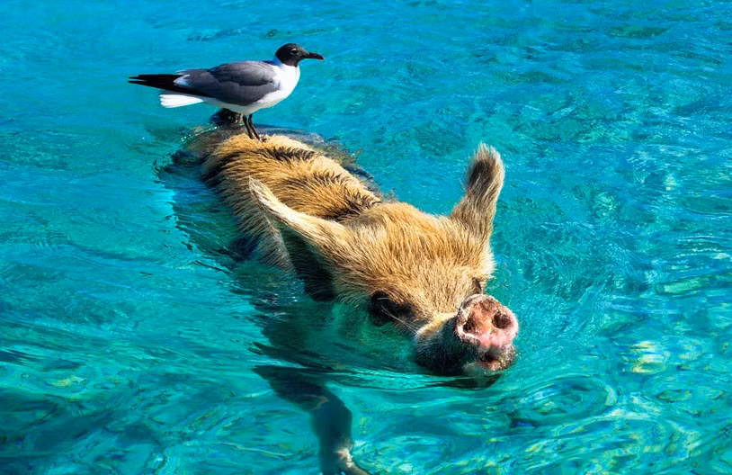 Chim cưỡi lợn kình thủ xin quá giang đến bờ biển.