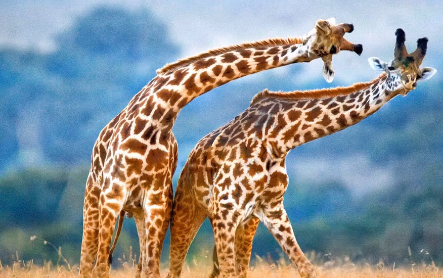 Cặp hươu cao cổ đang hưởng ứng phong trào "nào mình cùng nghiêng" là một trong những khoảnh khắc vô cùng thú vị trong thế giới động vật hoang dã.