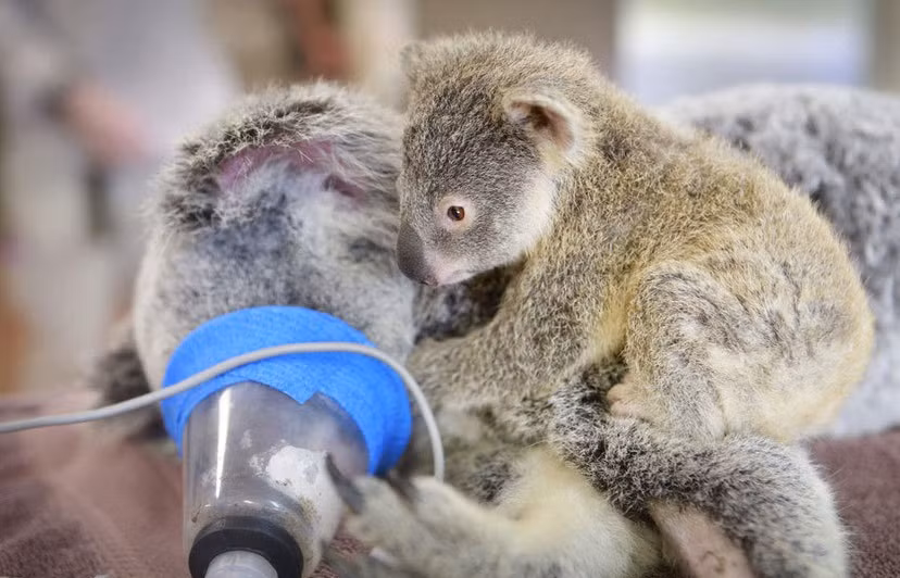 Khoảnh khắc cảm động khi gấu koala con bám chặt lấy người mẹ bị thương của nó không rời.