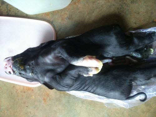 Chú heo chỉ sống được 10 phút sau khi ra đời. (Ảnh: Bá Duy).