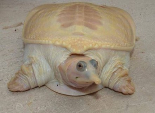 Con rùa bạch tạng siêu hiếm ở Florida trông rất đáng sợ mặc dù nó khó có thể làm hại được ai.