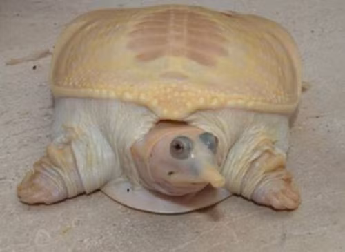 Con rùa bạch tạng siêu hiếm ở Florida trông rất đáng sợ mặc dù nó khó có thể làm hại được ai.