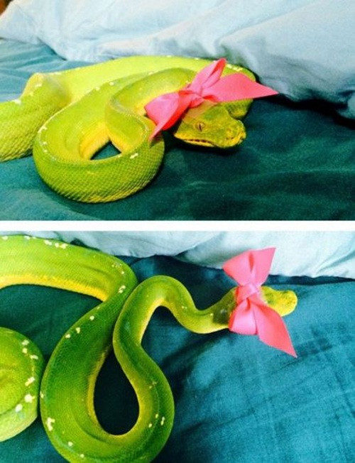 Mặc dù diện chiếc nơ màu hồng xinh xắn nhưng con rắn lục đáng sợ này vẫn không bớt đi sự nguy hiểm thường ngày.