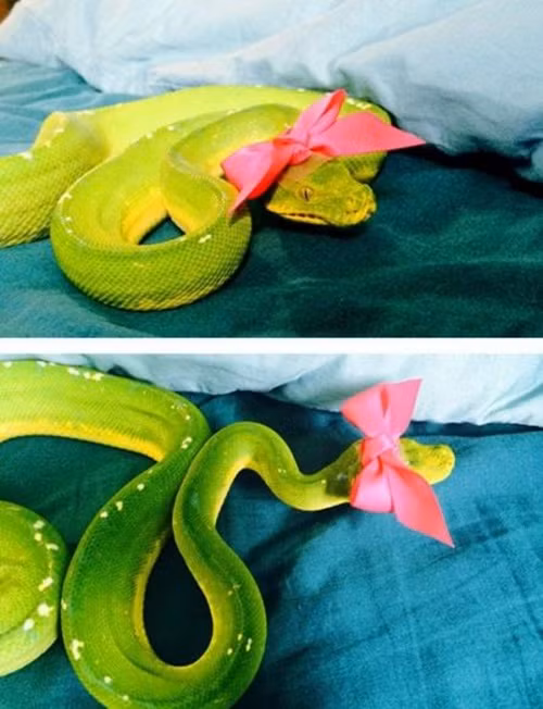Mặc dù diện chiếc nơ màu hồng xinh xắn nhưng con rắn lục đáng sợ này vẫn không bớt đi sự nguy hiểm thường ngày.