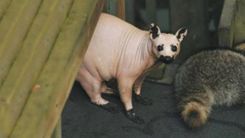 Một con thú có túi ô pôt bị rụng lông toàn bộ cơ thể khiến nó khỏa thân quanh năm suốt tháng.