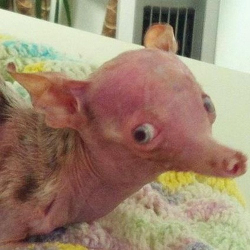 Con chihuahua mới sinh này trông rất giống như gia tinh Dobby trong thế giới phù thủy của Harry Potter.