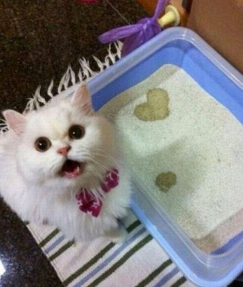 Nước tiểu hình trái tim là cách mà cô mèo này thể hiện tình yêu thương của mình đối với cô chủ.