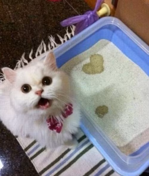 Nước tiểu hình trái tim là cách mà cô mèo này thể hiện tình yêu thương của mình đối với cô chủ.