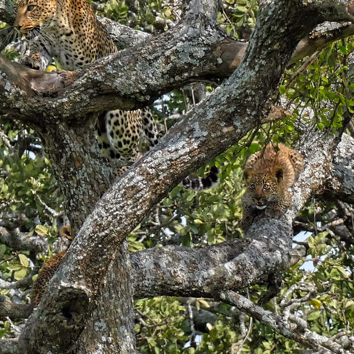 Khi đã yên vị trên những cành cây cao chót vót, báo đốm mẹ vẫn không ngừng quan sát mọi động tĩnh.
