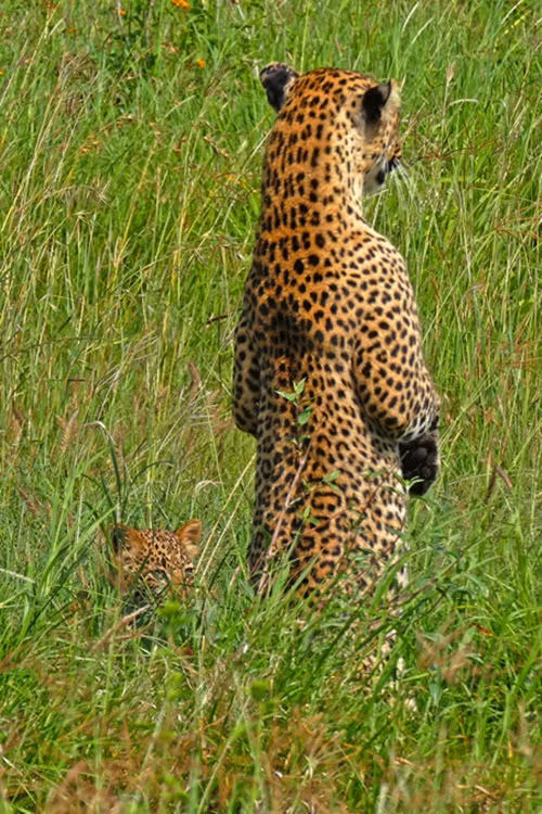 Thi thoảng báo mẹ vẫn nghe ngóng xung quanh.