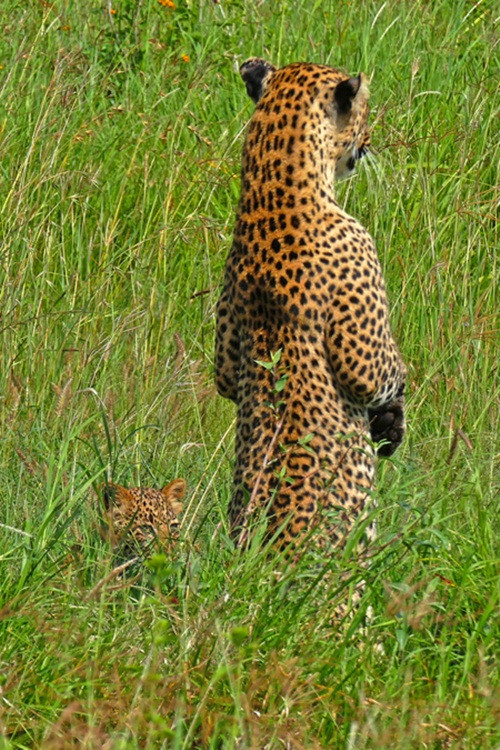 Thi thoảng báo mẹ vẫn nghe ngóng xung quanh.