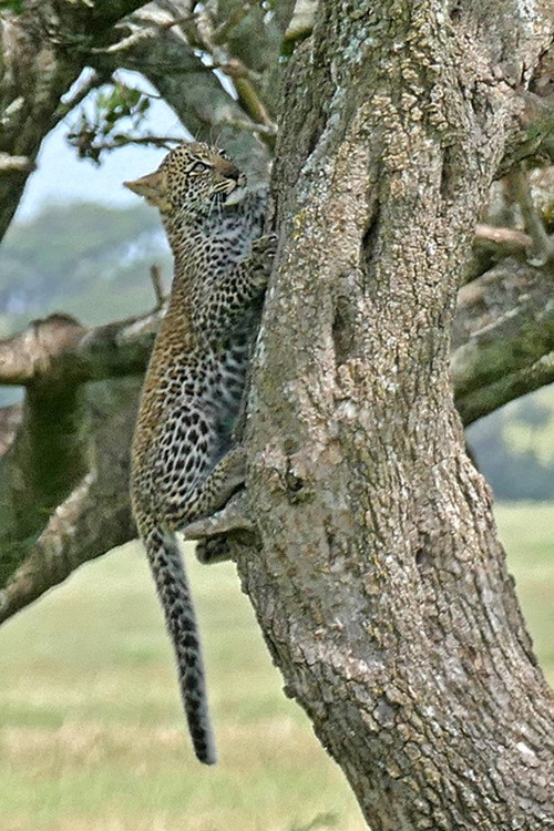 Báo đốm con rất nghe lời mẹ, ngay sau khi thấy tiếng gầm báo động của báo đốm mẹ, chúng đã lần lượt lấy tốc độ nhanh nhất để trèo lên cây, nơi mẹ mình đã đợi sẵn.