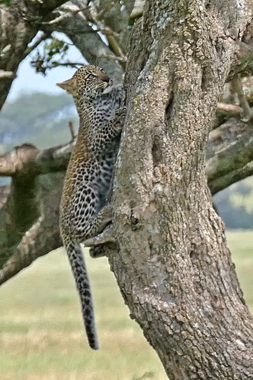 Báo đốm con rất nghe lời mẹ, ngay sau khi thấy tiếng gầm báo động của báo đốm mẹ, chúng đã lần lượt lấy tốc độ nhanh nhất để trèo lên cây, nơi mẹ mình đã đợi sẵn.