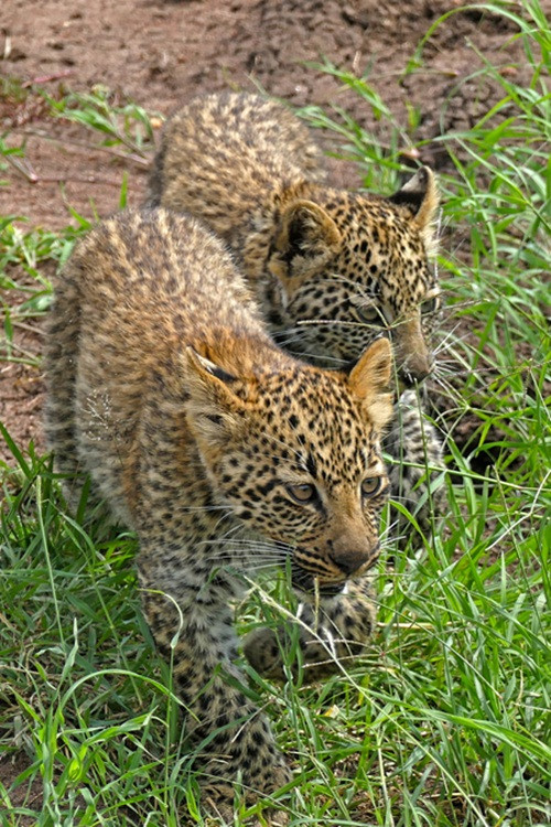 Những con báo con cũng cảm nhận được tình yêu của báo đốm mẹ dành cho mình, không phụ công của mẹ, luyện tập tính cảnh giác để có thể sinh tồn thật tốt trong tự nhiên.