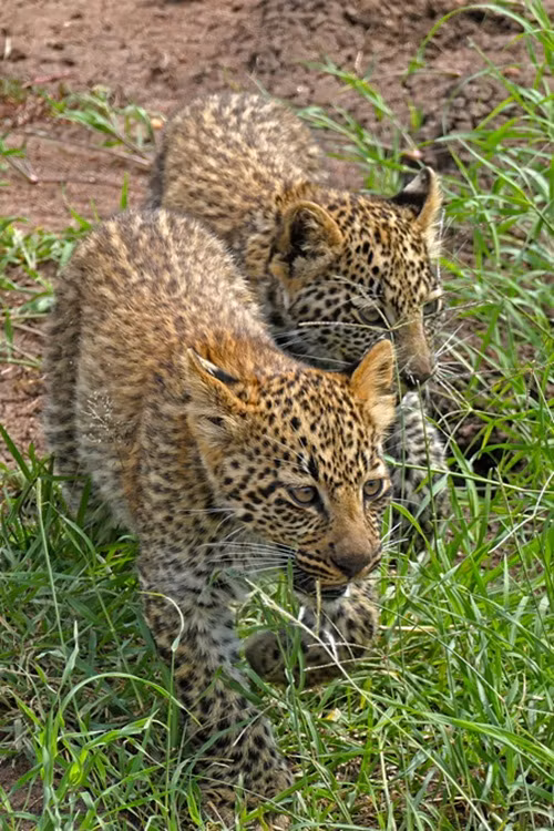 Những con báo con cũng cảm nhận được tình yêu của báo đốm mẹ dành cho mình, không phụ công của mẹ, luyện tập tính cảnh giác để có thể sinh tồn thật tốt trong tự nhiên.