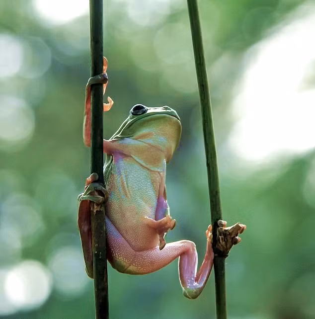 Nó bám sát vào hai thân cây và di chuyển vô cùng nhẹ nhàng.