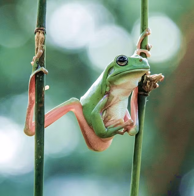 Con ếch xanh đã ở tư thế chiến đấu tốt nhất của mình, sẵn sàng phóng đi và kết liễu con mồi một cách bất ngờ nhất.