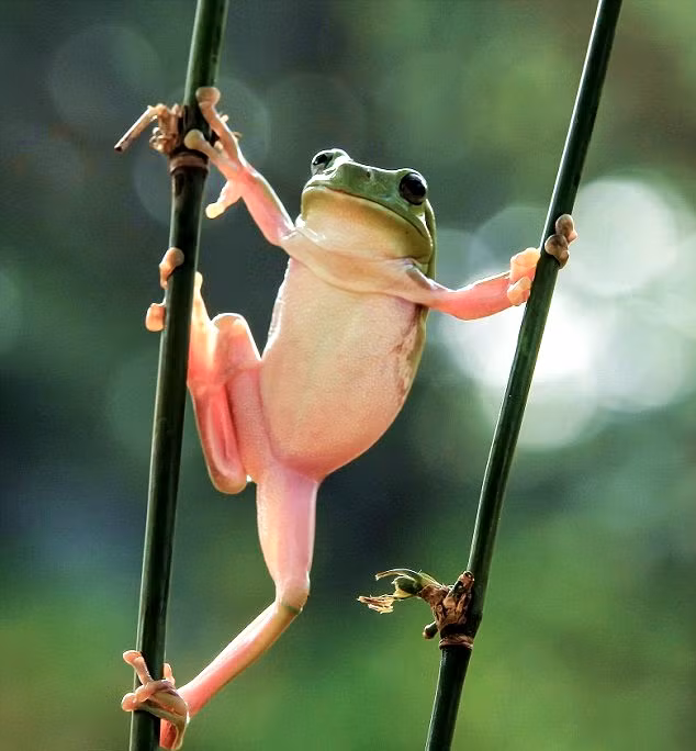 Cách đây vài ngày, nhiếp ảnh gia Tanto Yensen cũng chụp được những hình ảnh thú vị khác khi một con ếch xanh thực hiện những tư thế võ thuật đẹp mắt trên nhánh cây khẳng khiu.