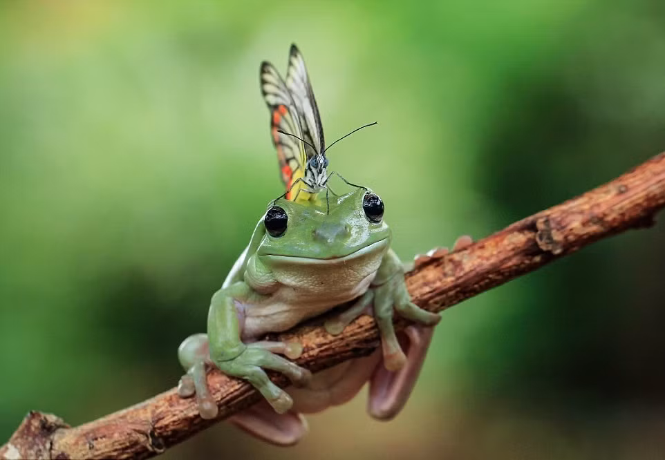 Những bức ảnh đáng yêu này được chụp ở Jakarta, Indonesia.