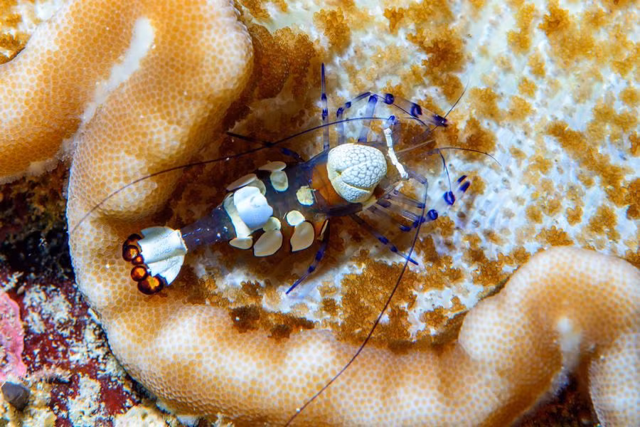 Nhạc Hồng Quân là một doanh nhân nhưng cũng rất quan tâm đến nhiếp ảnh, tham gia tích cực vào việc xây dựng phúc lợi xã hội, kêu gọi nhiều người tham gia vào hàng ngũ bảo vệ môi trường biển và bảo vệ hệ sinh thái.